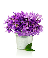 Flowers violets in a small bucket