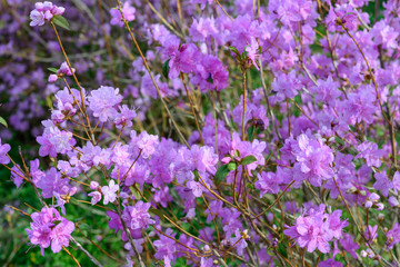 Obraz premium Rhododendron mucronulatum