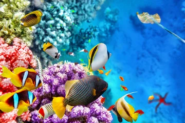 Foto op Plexiglas Onderwaterwereld met koralen en tropische vissen. © BRIAN_KINNEY