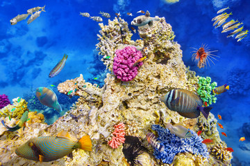 Obraz premium Underwater world with corals and tropical fish.