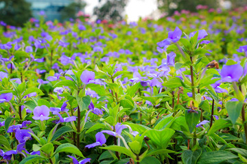 Obraz na płótnie Canvas Violet flowers