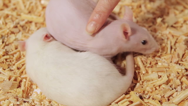 Rats being petted by female finger