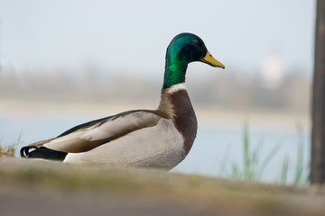 stolze Stockente am Flussufer