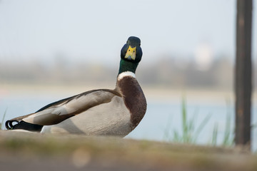 neugierig schauende Ente