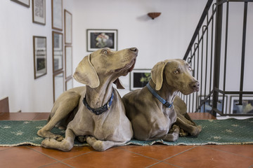 cane weimaraner