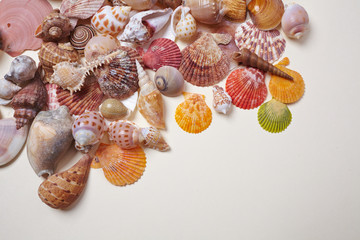 nice shells