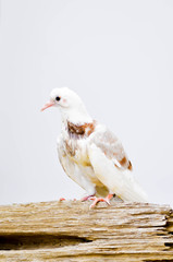 white pigeon,thin pegion,poor pegion