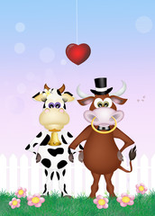 bull and cow in love