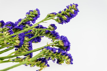 Statice flower isolated on white