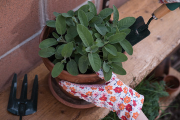 Herbs in pots © tecnofotocr