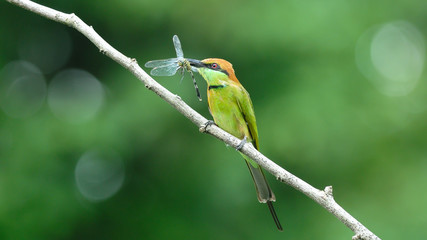 Little Green Bee-eater catch dragonfly in mount