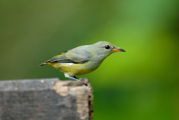 Colorful bird (Orange-bellied Flowerpecker)