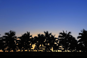 Obraz premium Sunset with silhouette of coconut tree