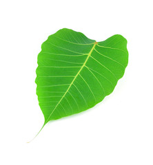 Obraz premium green leaf vein bodhi leaf on white background