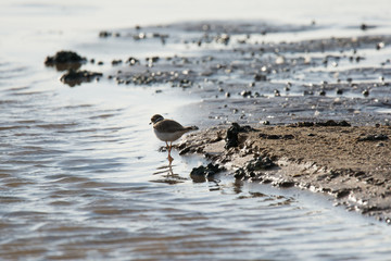 Flussregenpfeifer (Charadrius dubius)