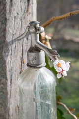 Old soda siphon with flower
