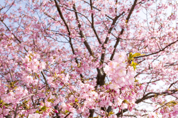 河津桜の花