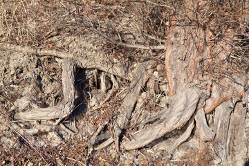 roots of trees