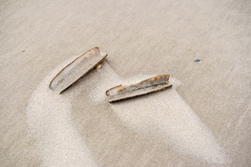 Strandmuschel Wattenmeer 07