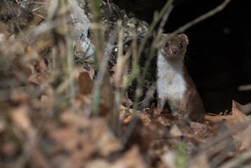 Mauswiesel (Mustela nivalis)
