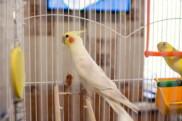 Corella parrot in a cage