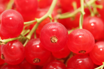juicy ripe red currants