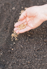 Sowing seeds into soil. Agriculture.