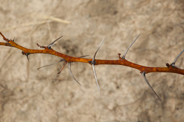 Spiky branch of acacia