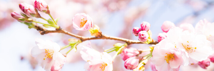 Obrazy na Plexi  Panorama z kwiatami wiśni