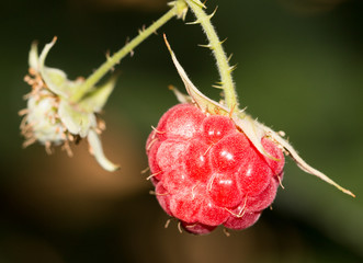 ripe raspberry on branch