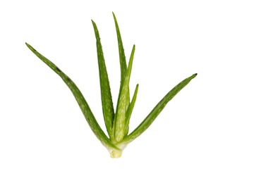 Aloe vera plant isolated on white.