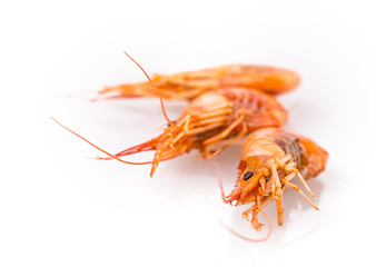 shrimp