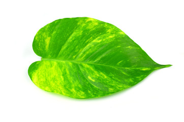 leaves  Scindapsus aureus