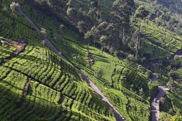 Sri Lanka, black tea plantation hill