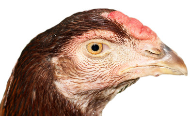 Chicken head