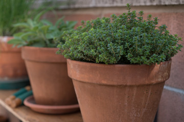 Fototapeta na wymiar Herbs in pots