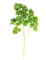 leaf parsley
