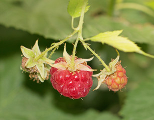 Raspberries on a branch close-up