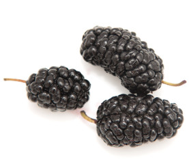mulberry macro