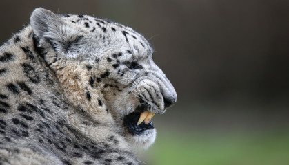 Naklejka premium Close-up of a spitting Snow leopard with copy paste