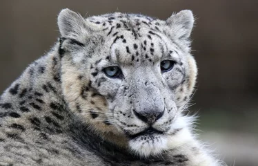  Close-up of a Snow leopard © Henner Damke