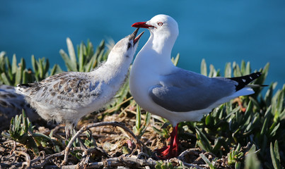 Close-up view of a Red-billed gull feeding chick