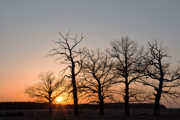 Fototapeta na wymiar Big oaks against the sun at the time of a sunset