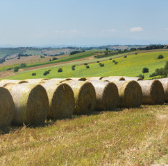 Summer landscape in Marches (Italy)