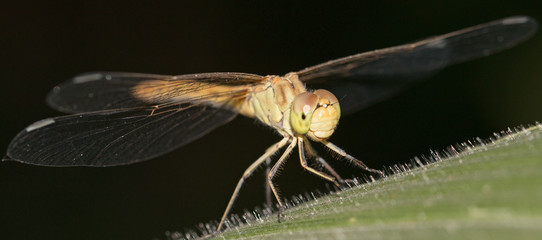 dragonfly on green leaf