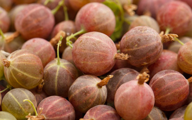 gooseberry background