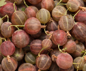 gooseberry background