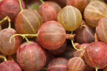 gooseberry background