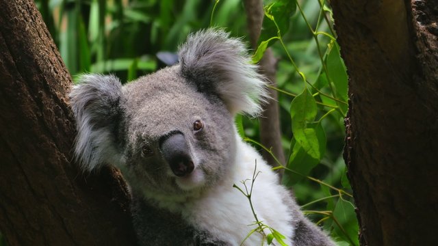 Koala sitting in a tree, close-up