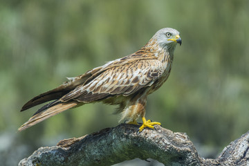 red kite